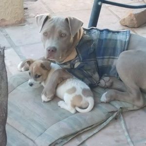 Meet your Posher, Angel